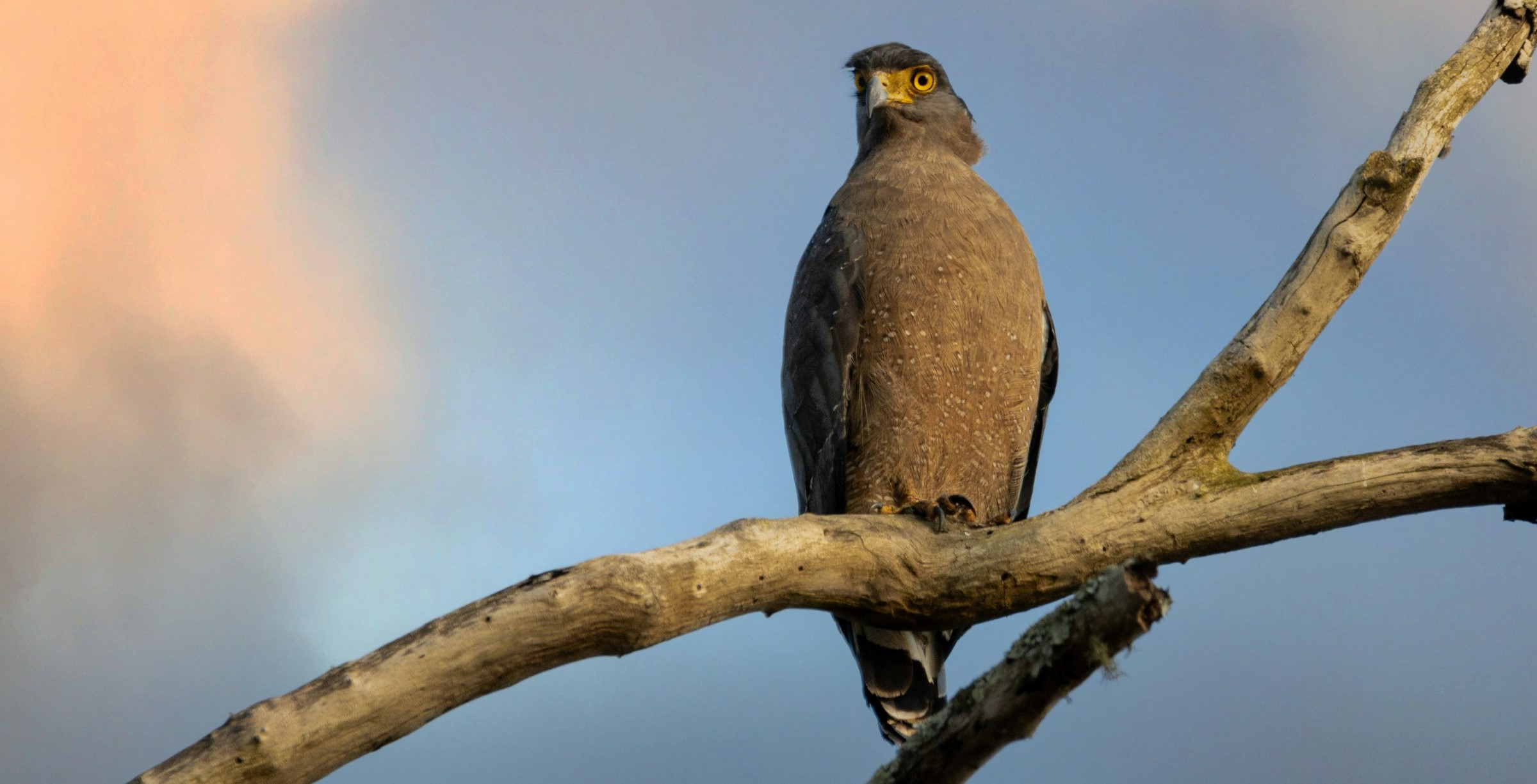 Nagarhole National Park: A Biodiversity Sanctuary