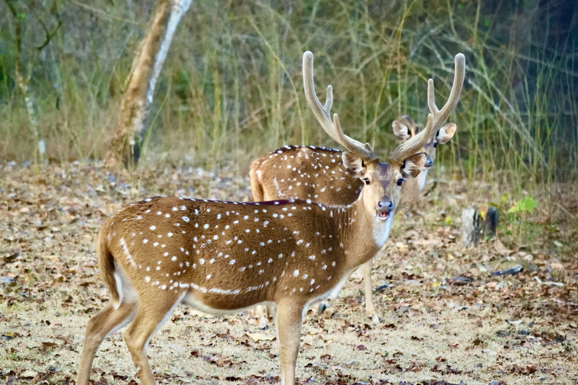 Discovering the Unbridled Magnificence of Nagarhole National Park