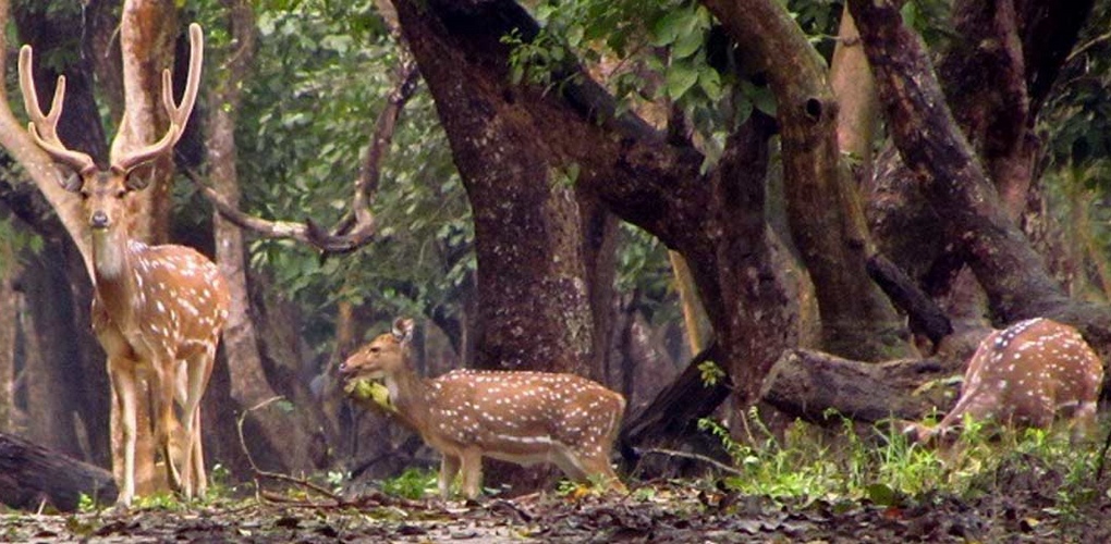Into the Wild: My Serene Escape to Nagarhole National Park