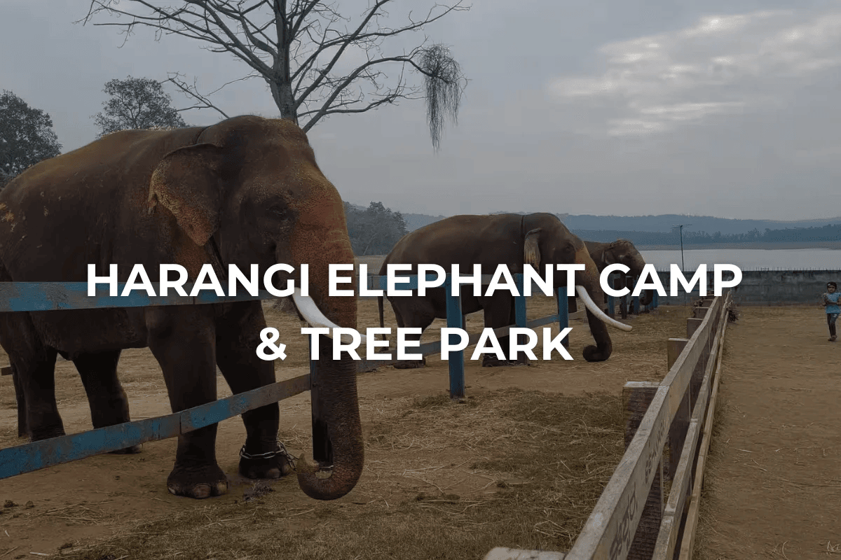  Discovering the Harangi Elephant Camp: A Peaceful Haven for Kodagu’s Gentle Giants