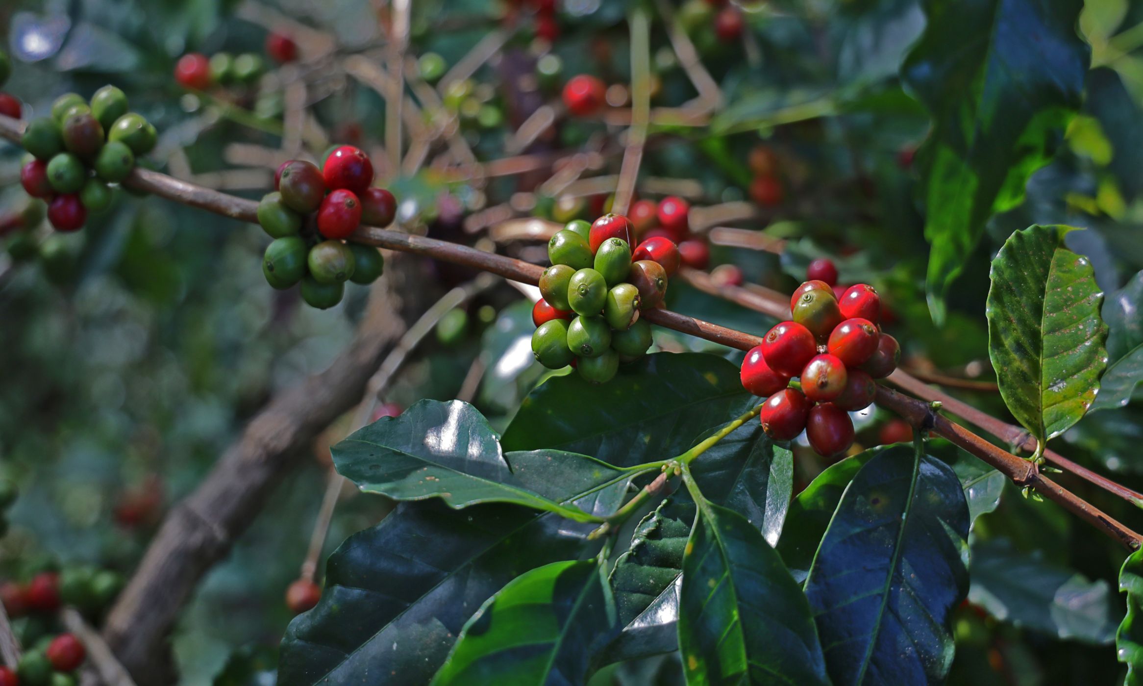 Mercara Gold Estate in Kodagu